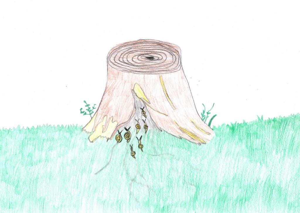 lumaca0019